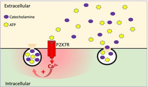 Autocrine activation of P2X7 receptor #IonChannels mediates catecholamine secretion in chromaffin cells

buff.ly/4dnjpF9