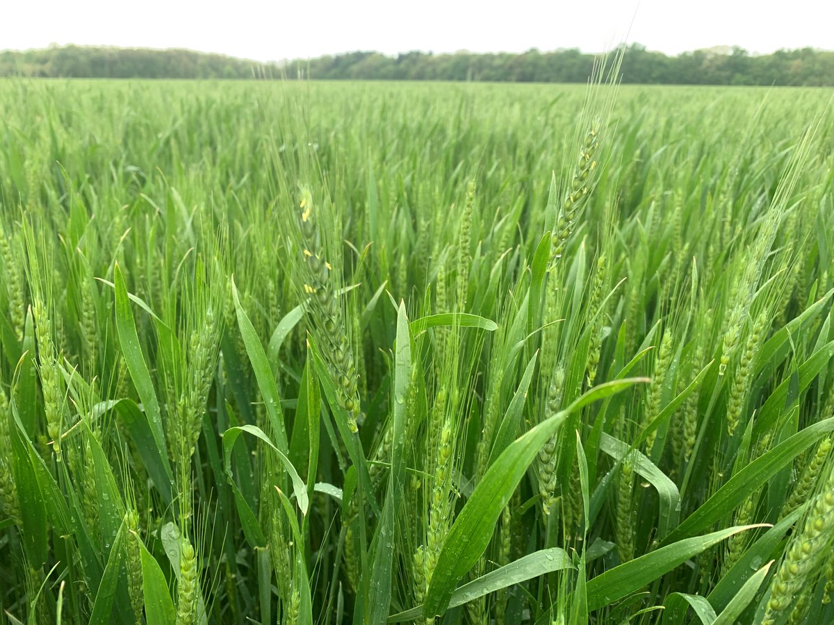 Wheat in Montgomery County, IL planted from Sept 30-Oct 26 is beginning to reach Feekes 10.3-10.5.1. Feekes 10.5.1 is considered the beginning of wheat flowering and is the optimal time for applying a fungicide to safeguard against fusarium head blight (head scab). #BRANDT…