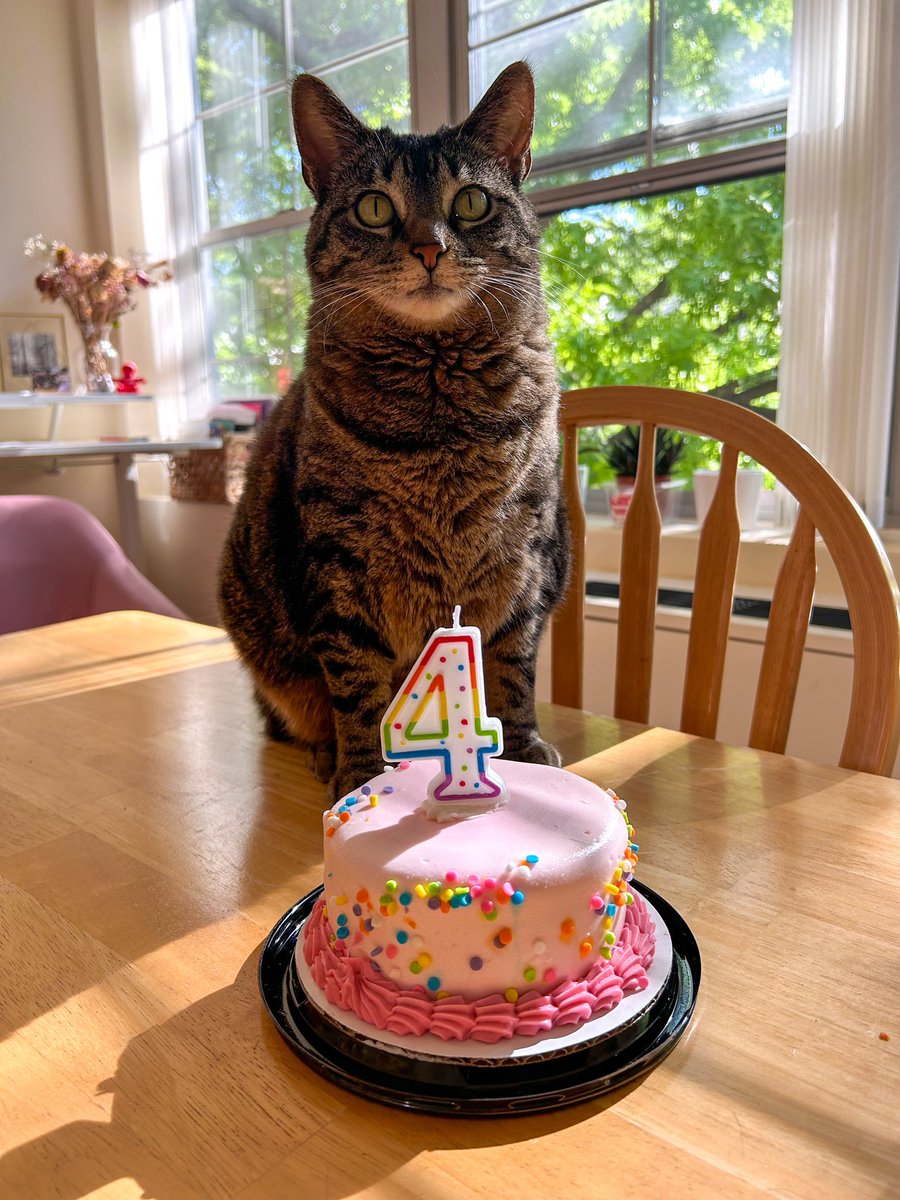 it’s my purr-thday! let’s pawty! 4️⃣🎂🎈🥳