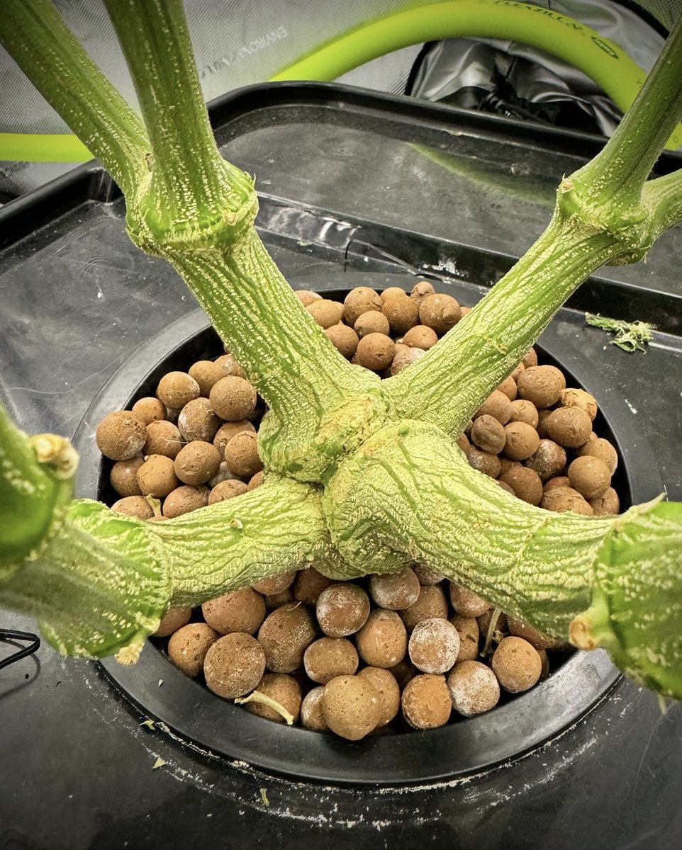 Ready to see some serious stalk strength in your garden? #LotusNutrients are packed with the key elements to build thicker, sturdier stalks with tight node spacing for robust plant architecture.💪 🌱 Grown w/ @lotusnutrients 📸: @Therealweedwhisperer 🛒: bit.ly/LOTUS4U