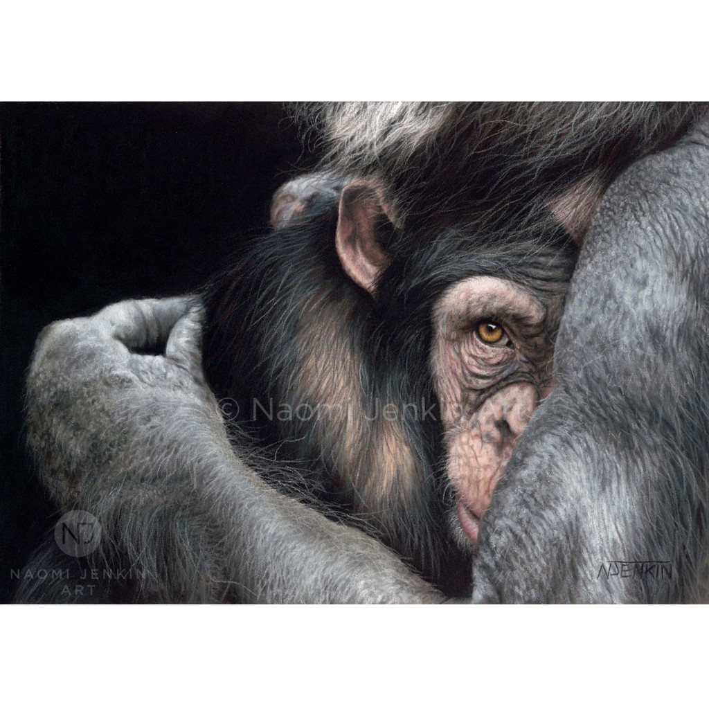 'Embrace' has been entered into #SketchForSurvival2024. The drawing reflects the fragility of our planet's wildlife and reminds us to embrace our natural spaces and the wildlife which inhabits them. #sketchforsurvival #chimpanzee #wildlifeart #wildlifeartist #wildlifeconservation