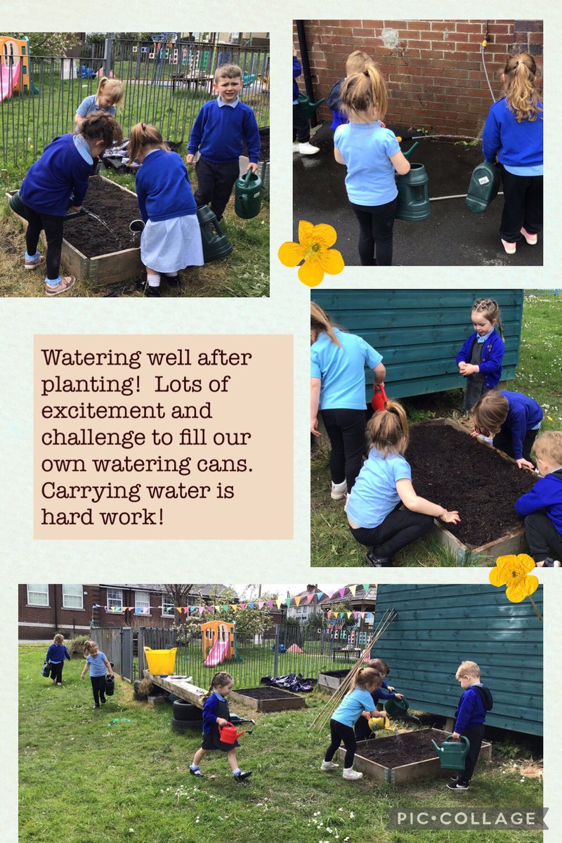 🌻 Meithrin 🌻 We’ve enjoyed today working in our Nursery allotment and getting our hands into the earth. Lots of excitement to discover strawberries and raspberries forming! Potatoes and peas are now planted. Watering is hard work! 😁 @EcoSchoolsWales @_OLW_