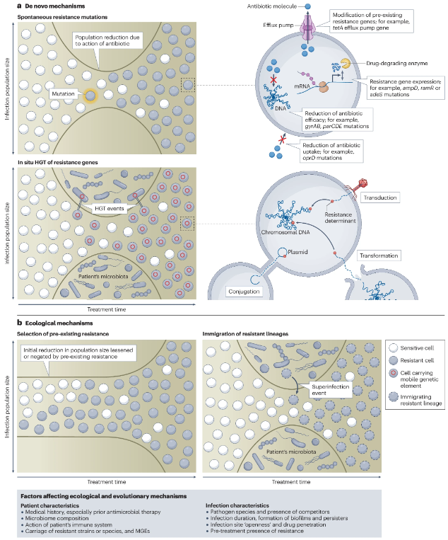 NatureRevMicro's tweet photo. Ecological and evolutionary mechanisms driving within-patient emergence of antimicrobial resistance

https://t.co/UURBk9AYCX

Shepherd, Brockhurst &amp; co. explore clinical evidence for ecological &amp; evolutionary mechanisms of within-patient antimicrobial resistance emergence. https://t.co/gxYx9mzMmK