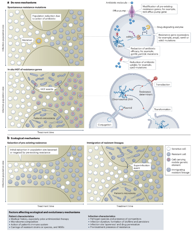 Ecological and evolutionary mechanisms driving within-patient emergence of antimicrobial resistance rdcu.be/dGoKd Shepherd, Brockhurst & co. explore clinical evidence for ecological & evolutionary mechanisms of within-patient antimicrobial resistance emergence.