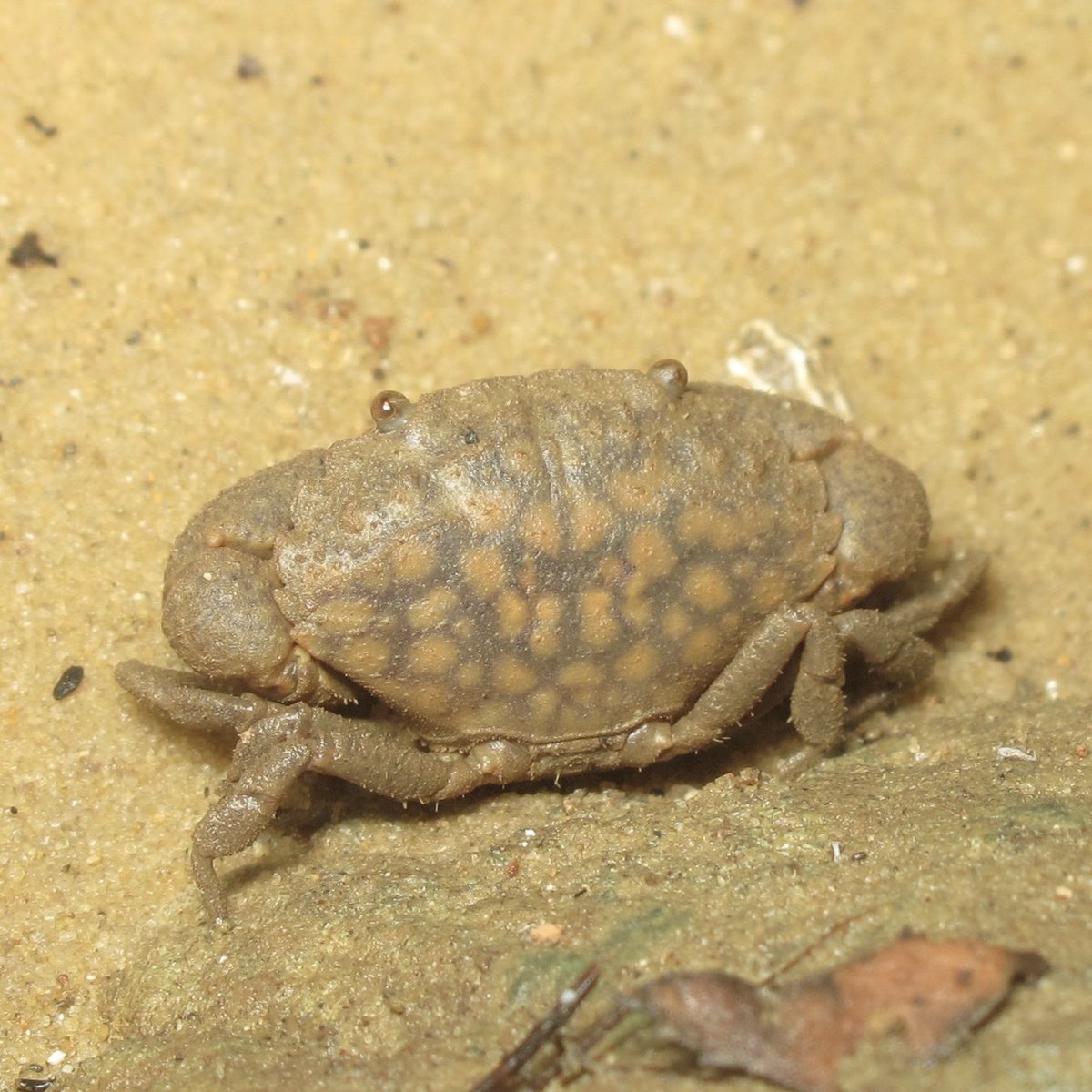 こんばんは。カノコセビロガニです。うっすらと浮かび上がる模様が綺麗です。西表島のマングローブにて。
Epixanthus dentatus found in a mangrove in Iriomte Island, Japan.
#crab #カニ #西表島