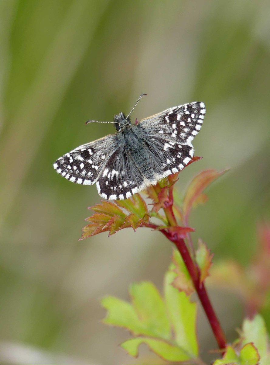 First Grizzled Skipper of the year for me this pm!