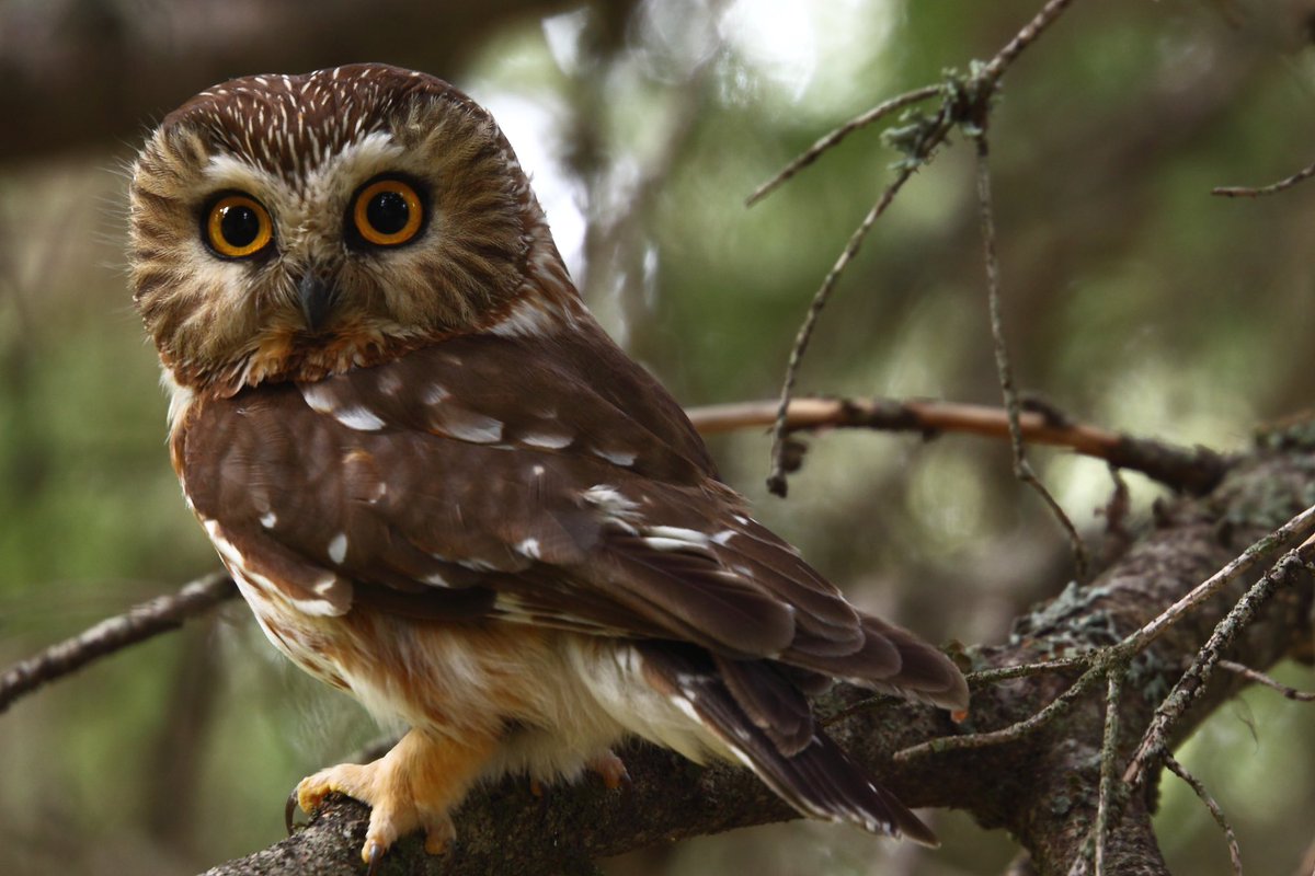 Gm bird of the day Northern saw-whet owl