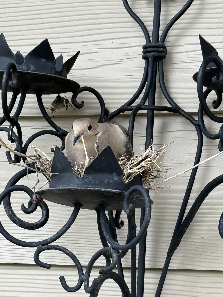 These 3! Outdoor time before the thunderstorms hit for 2 days. Missy mom and her 3 🥚on my sconce are covered by the patio roof. 
🐰🐰🐦🥚🥚🥚🌺