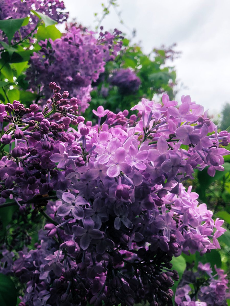 #HelloMay #Spring 🤍 #Lilac 💕 💜 💕