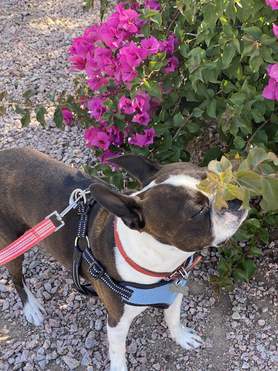 Happy #MayDay! Hope you get to stop and smell the #flowers today friends. #dogsoftwitter🐾🌺☀️🌺🐾