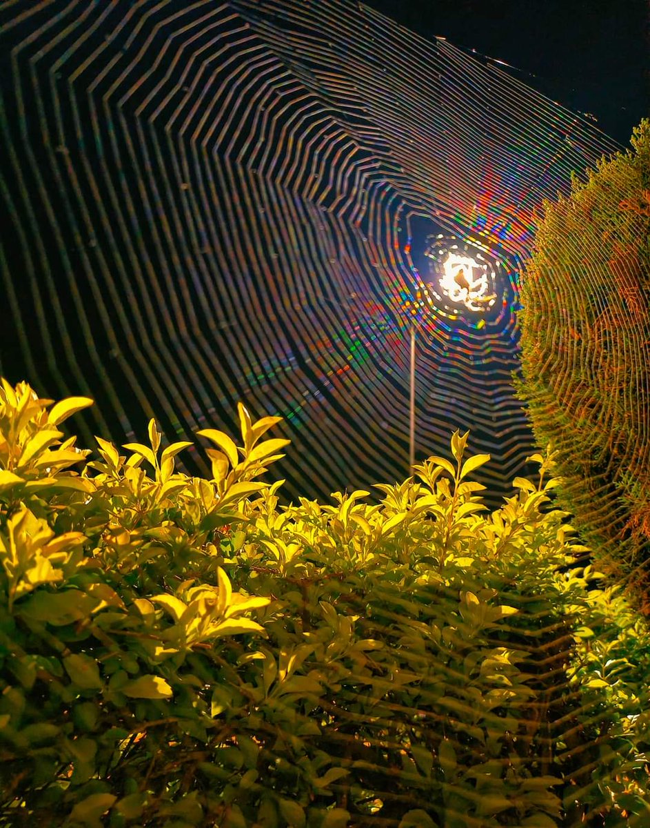 ಜೇಡರ ಬಲೆ | Spider Web
