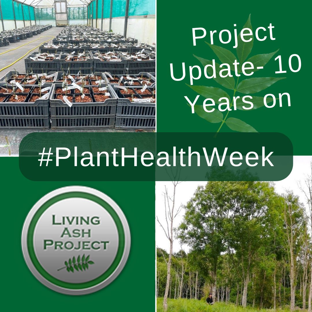 This #PlantHealthWeek our Head of Research, Jo Clark provides an update on the Living Ash Project following 10 yrs of research to restore #ash:
livingashproject.org.uk/the-living-ash…

@DefraGovUK  #NPHW #IPHD @APHAgovuk @ForestryComm @niabgroup @Forest_Research @kewgardens @plantchief