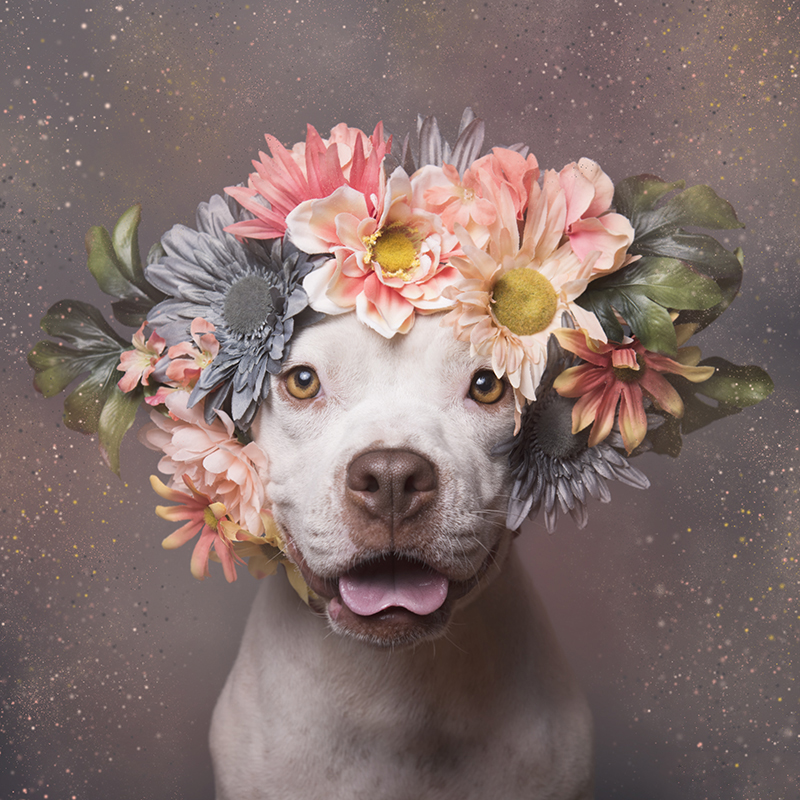 Happy Loyalty Day!  
pic: Pit Bull Flower Power by Sophie Gamand
sophiegamand.com
#dogs #AdoptDontShop #endBSL