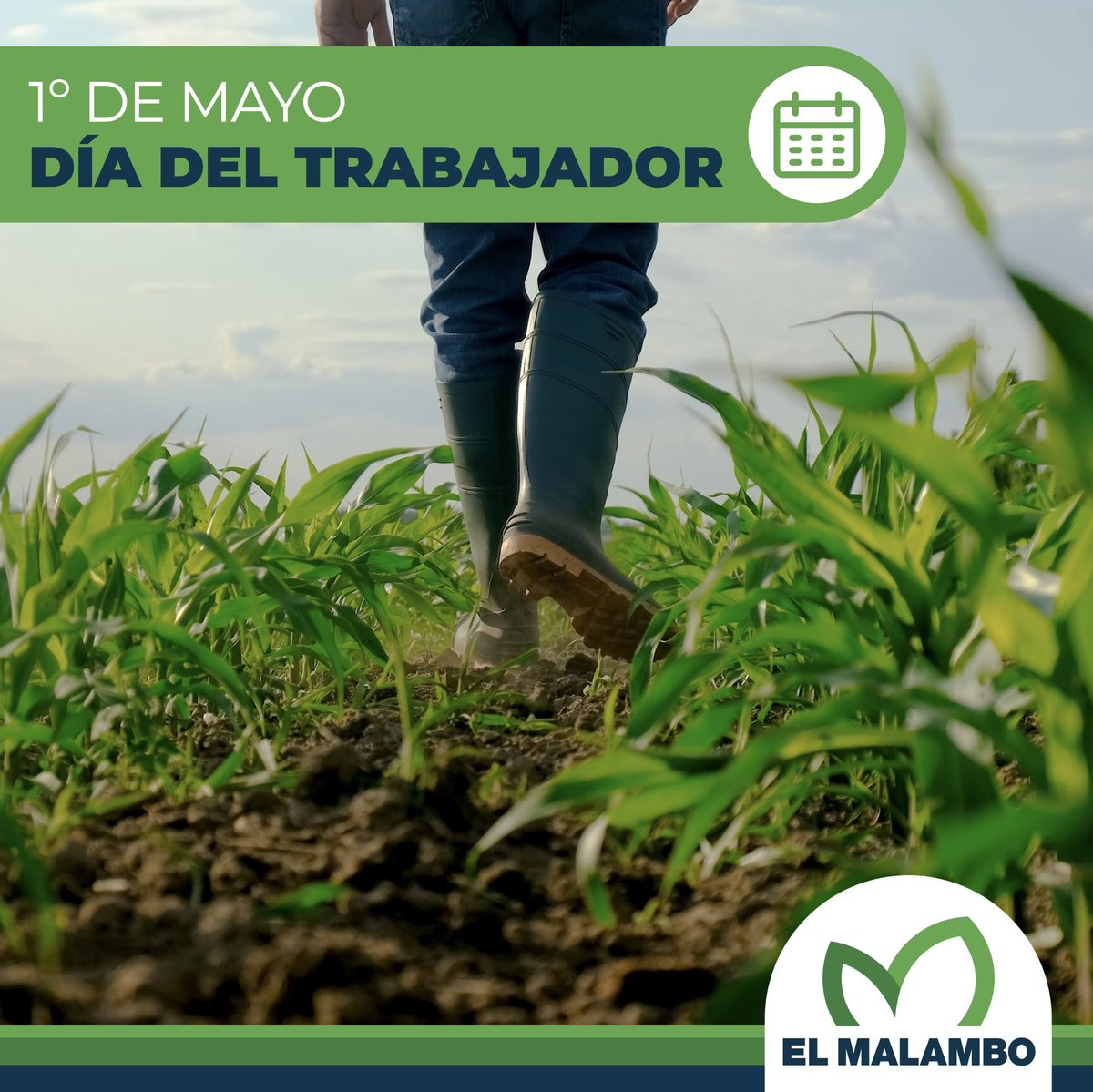 📆 1 de mayo, Día Internacional del Trabajador

🙌🏻 Que en este día se reconozca y valore el esfuerzo de quienes día a día construyen un futuro mejor para todos.

🧑🏻‍🌾 ¡Feliz día! <a href="/MalamboAgro/">ElMalamboAgro</a>