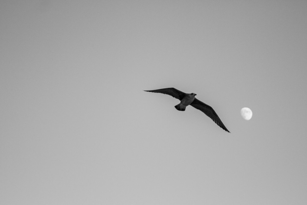 'A Gaivota e a Lua', Cascais, 2013