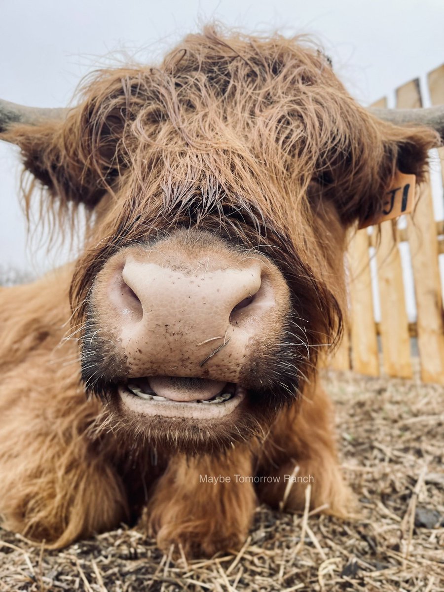 Finally got some much needed rain
#maybetomorrowranch #albertacattle #highlandcow 
#scottishhighlandcattle #ranch #farmlife