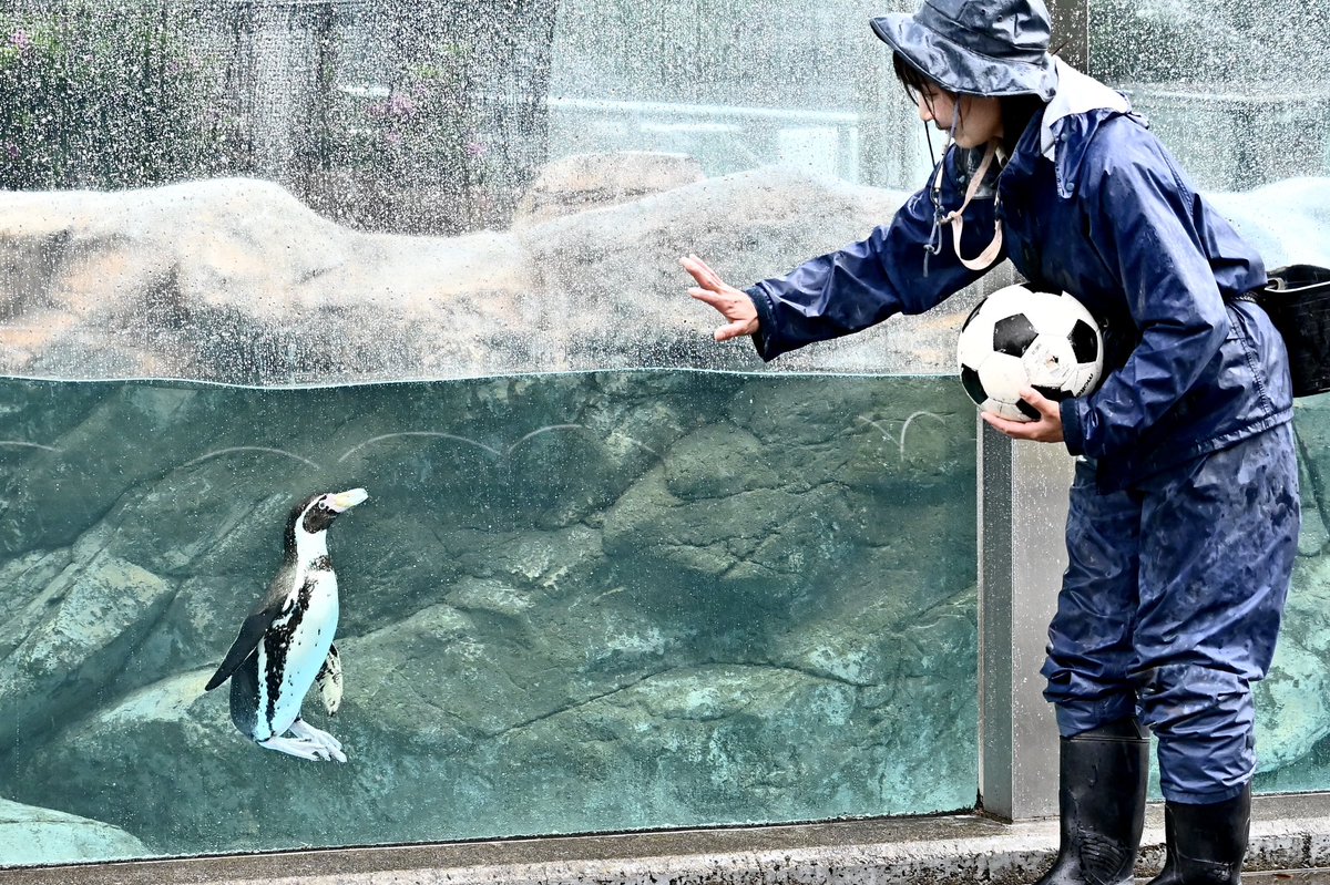 MYMTさんレベルになると、こんなことが出来てしまう🤣
#東武動物公園
#フンボルトペンギン
#えだまめ