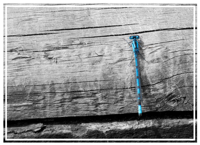 A #damselfly #warms itself on a wooden pillar in the #sun. The #vibrant #blue of this #insect shows its #truebeauty. During the #summer, there are thousands looking for a #mate and for #food #insectphotography #macrophotography #photography #ThePhotoHour #picoftheday