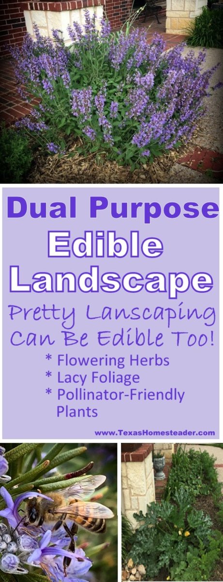 I'm giving you tips on how to plant a gorgeous yet edible garden right in front of your home for all to see! texashomesteader.com/edible-landsca… 
.
.
#TexasHomesteader #EdibleLandscape #GrowFood #BeautifulEdibles #GrowWhatYouEat