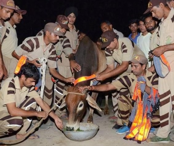 For full safety of animals, #SafeRoadSaveLives & #AnimalWelfare initiative is started by #SaintDrMSG. To #AnimalCare, Green S welfare & all followers keep #Kindness & put radium belts or strips in their necks or horns & save them from road accidents.
#DeraSachaSauda #BabaRamRahim