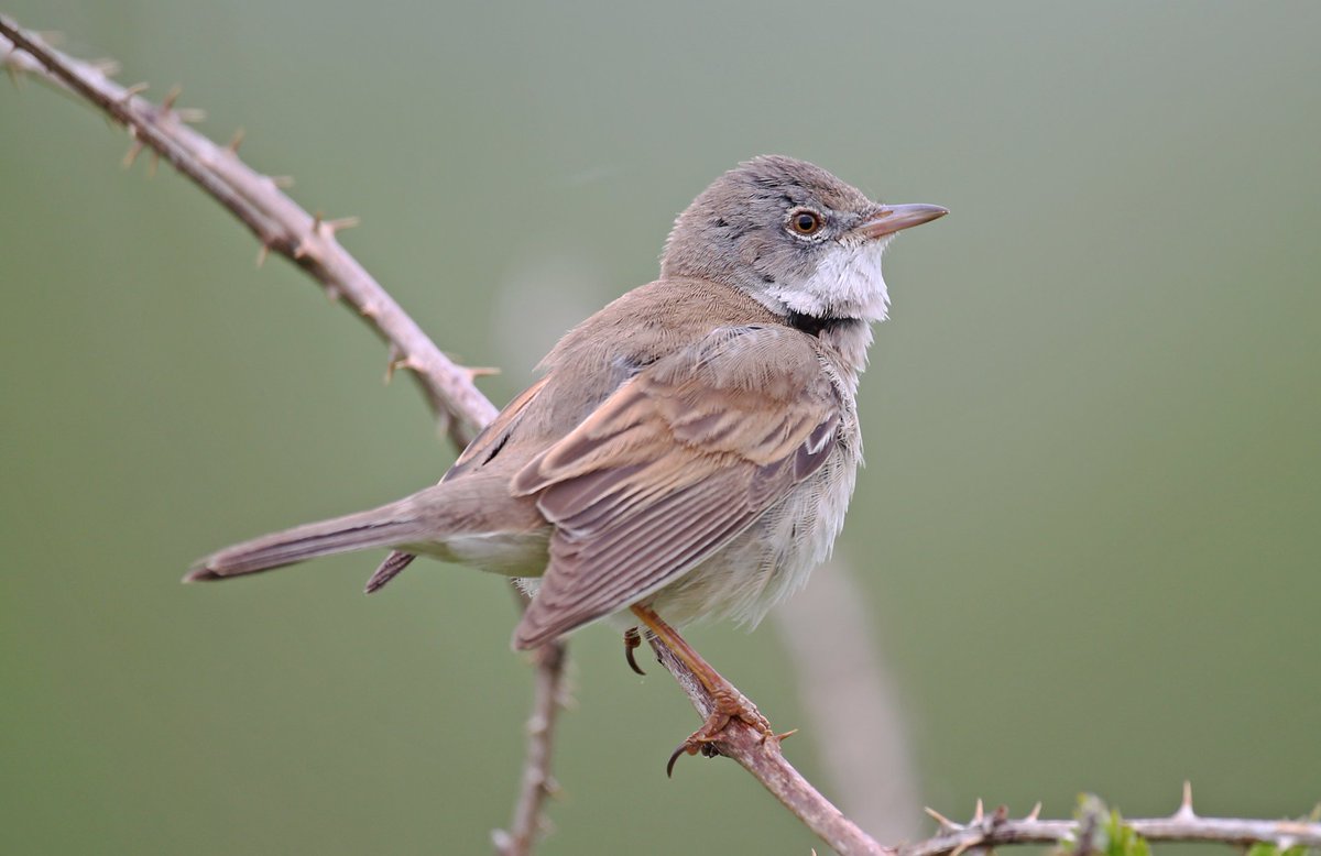 Common Whitethroat (Middleton Lakes RSPB, Staffs 1/5/24)