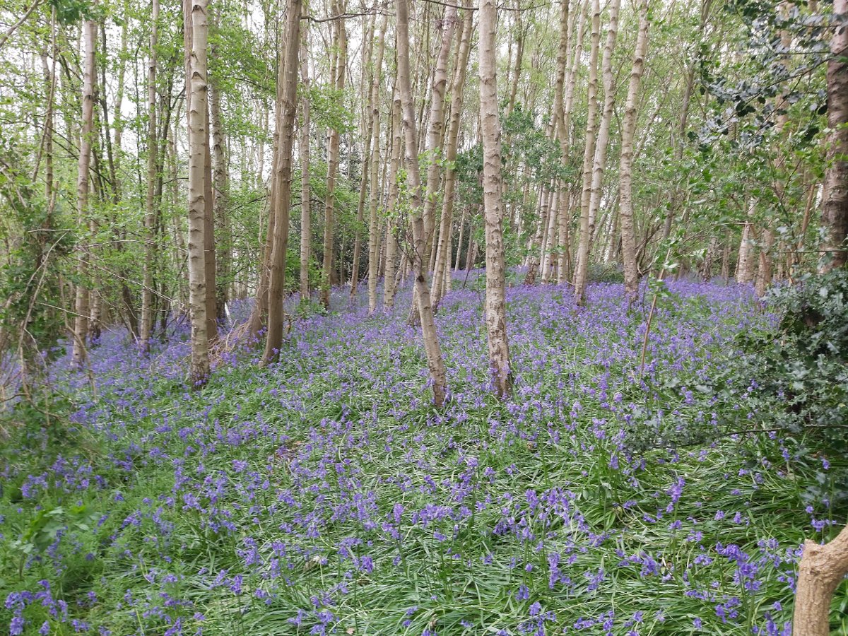 🌼 Take a deep breath and immerse yourself in the stunning beauty of nature with our bluebell walk in Wingham. 🌳🌷 Find all the details on our website.