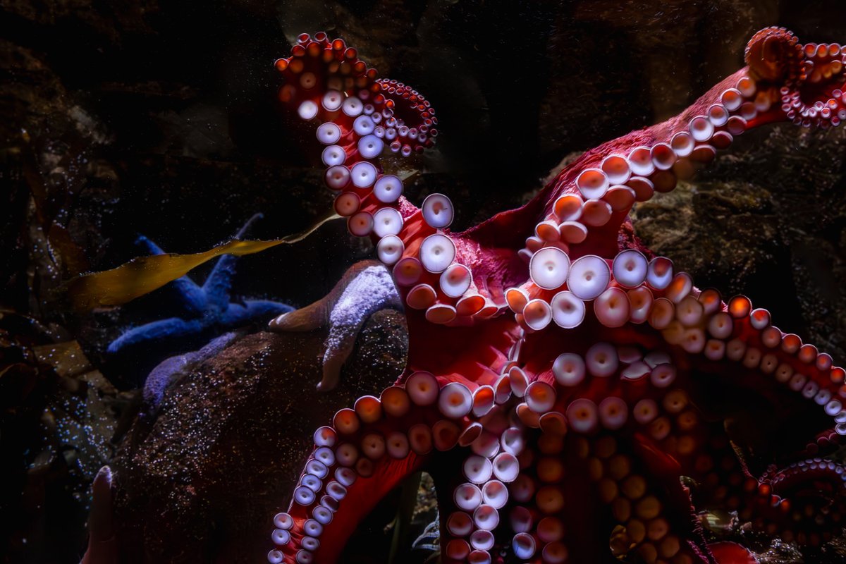 talk about a biiiiiiig stretch 🐙 Be sure to say hello to our #GiantPacificOctopus on your next trip to the aquarium!