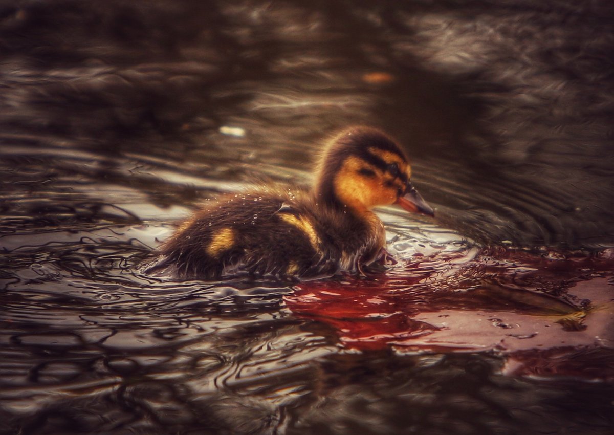 Animal photography (@ianzoopics) on Twitter photo Some new life at <a href="/chesterzoo/">Chester Zoo</a> #chesterzoo #chesterzoophotography #zoo #zoophotography #ducklings #ducks Some new life at <a href="/chesterzoo/">Chester Zoo</a> #chesterzoo #chesterzoophotography #zoo #zoophotography #ducklings #ducks