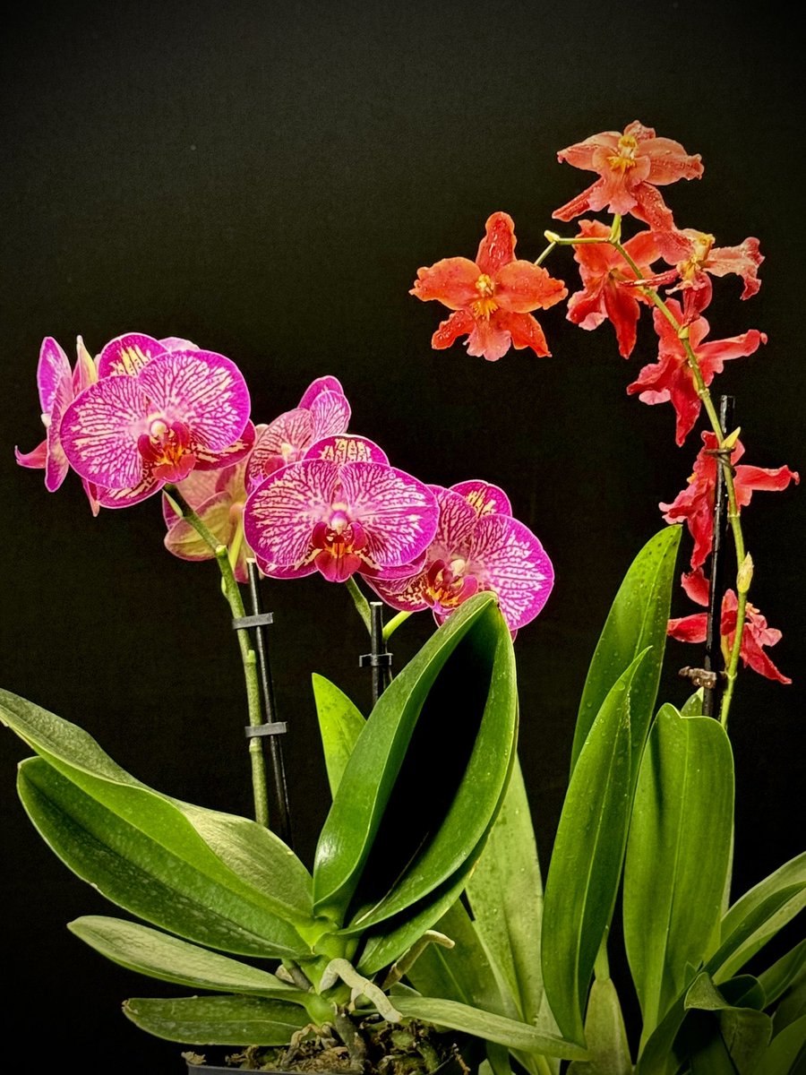 I am still enjoying these grocery store orchids. The flowers on the Phal are at least 6 wks old and the Oncidium hybrid flowers are over 4 wks old.

Phalaenopsis NoID ‘Strawberry’
Oncidium type hybrid NoID

🌱sky #orchids #gardening #plants #houseplants #flower 🌴📷