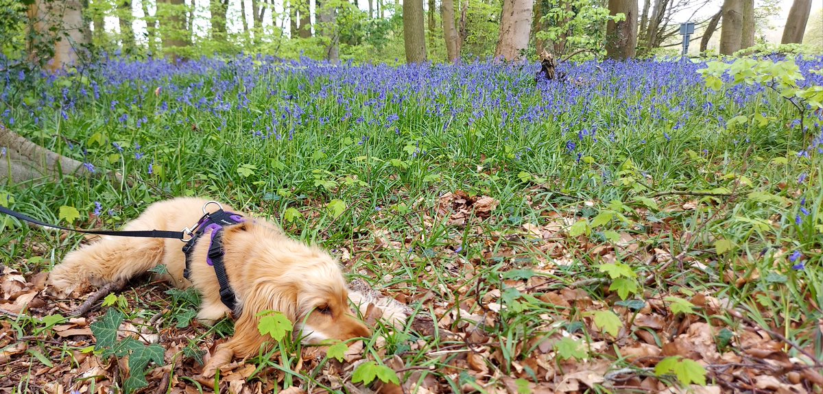 Chilling by the bluebells today. 🐾😀