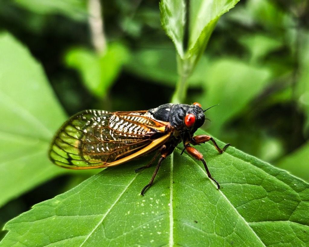 Multiple broods of periodical cicadas have surfaced in the U.S. in 2024. This rare spectacle, last observed in 1803, will not repeat until the projected year of 2245!😮 These cicadas are expected to stick around through late June and July in the CSRA. It’s going to get loud!