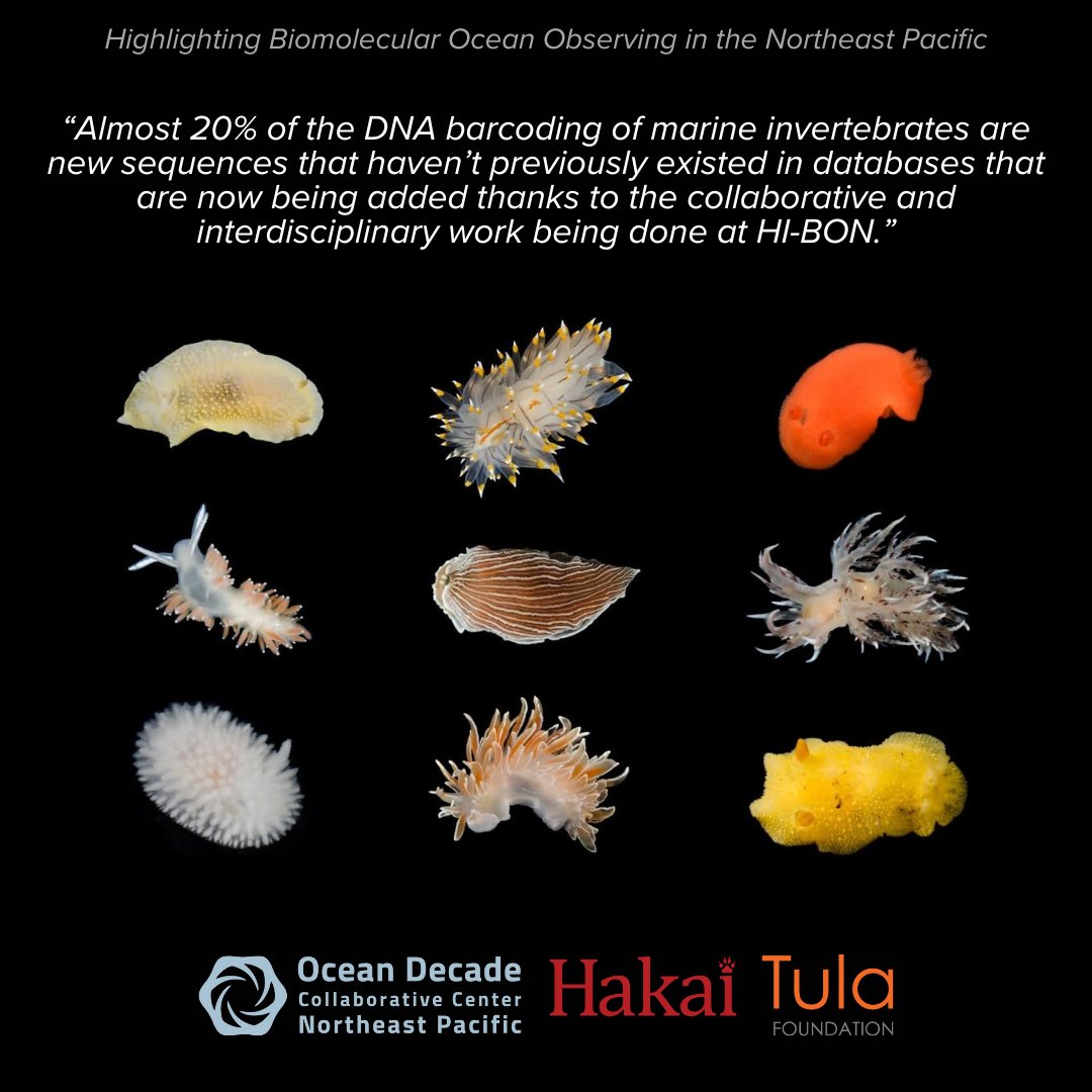Through efforts of the @UNOceanDecade endorsed HI-BON project - particularly the work of @HakaiInstitute  BioBlitzes - significantly understudied #marineinvertebrate diversity in B.C. is being sequenced and cataloged🐛🪼🦪🐌
Read more in our latest blog! 🔗tinyurl.com/yswhvn4b