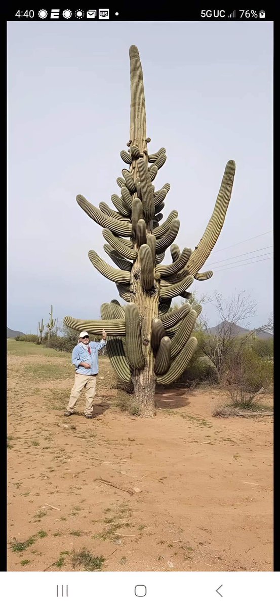200 yr old Saguaro  cactus. She has 80 Arms