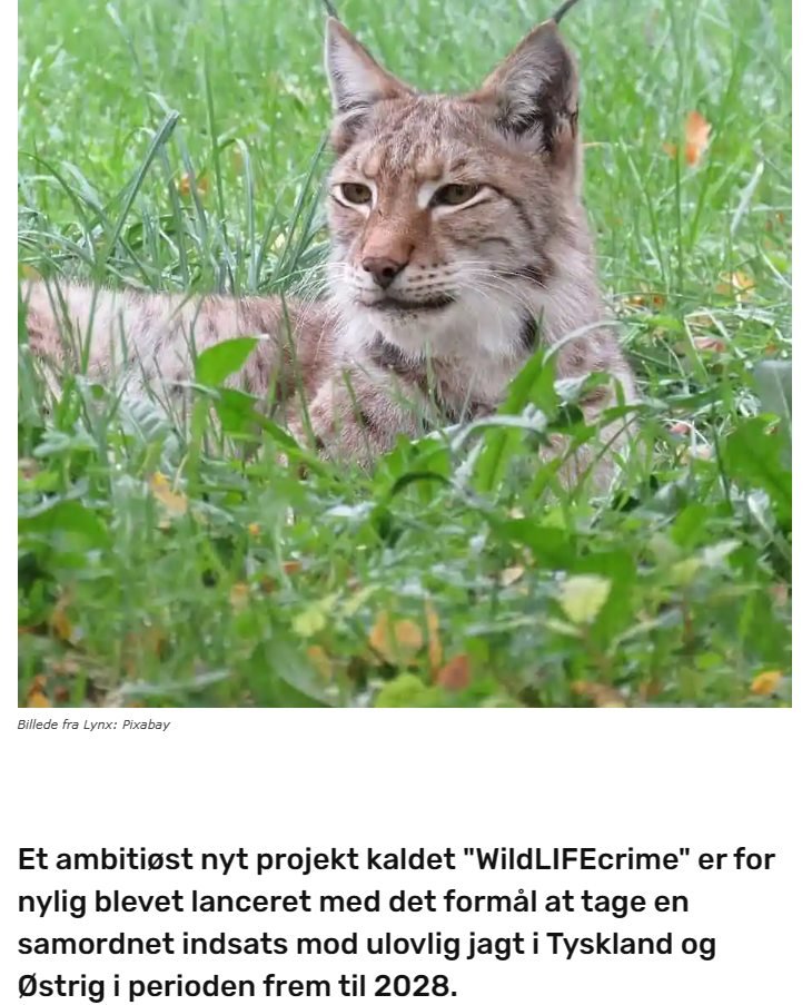 Tyskland: Nyt stort initiativ lanceret for at bekæmpe kriminalitet i forbindelse med vilde dyr og planter
Kæmpe inspiration for Danmark, hvor alle gerne vil denne vej. Her er opskriften

Et ambitiøst nyt projekt kaldet 'WildLIFEcrime' er for nylig blevet lanceret med det formål…