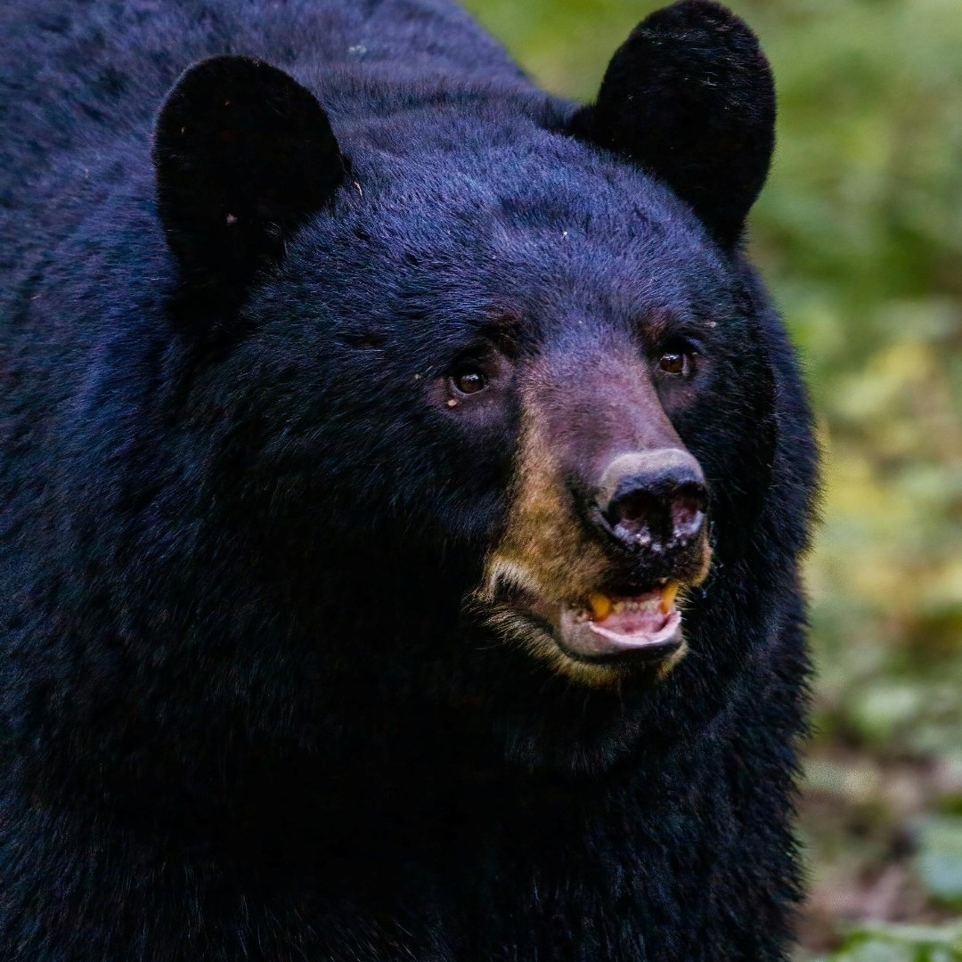 Spring is back (we think)!  And with that, the bears return to the land.   Click below to get some quick tips on how to keep your home safe as the hungry bears look for easy food:

ow.ly/6xRi50Ru2FV
