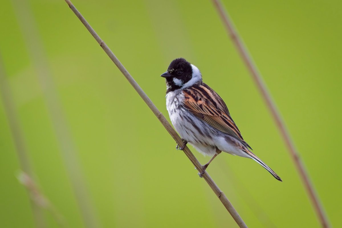 Male Reed Bunting at @WWTSlimbridge today, taken from the Kingfisher Hide @slimbridge_wild #GlosBirds #BirdsSeenIn2024