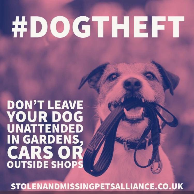 #SpanielHour 

WEDNESDAYS 7-8pm 

Tweeting for lost/stolen #Spaniels 

#Dogtheft ruins lives / splits up families  
A DOG IS A MEMBER OF YOUR FAMILY - PLEASE DO NOT LEAVE A DOG UNATTENDED OUTSIDE SHOPS 

Imagine the thought of  possibly never seeing your dog again 💔