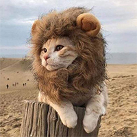 MewfasaSol's tweet photo. @DustinStockton Mewfasa, The Lion Cat $KING https://t.co/8El8dRuAjn