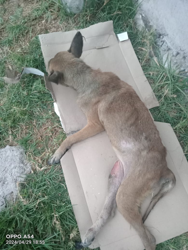 SOS!!! Nos acaban de reportar a esta perrita muy herida y no puede caminar, se arrastra, necesita atención médica urgente amigos no deja de llorar de dolor 🥺 Se ubica en Acolman, Edomex. Por favor urge alguien cerca que pueda tomar el caso 🙏 Más info al: +52 55 7072 6222