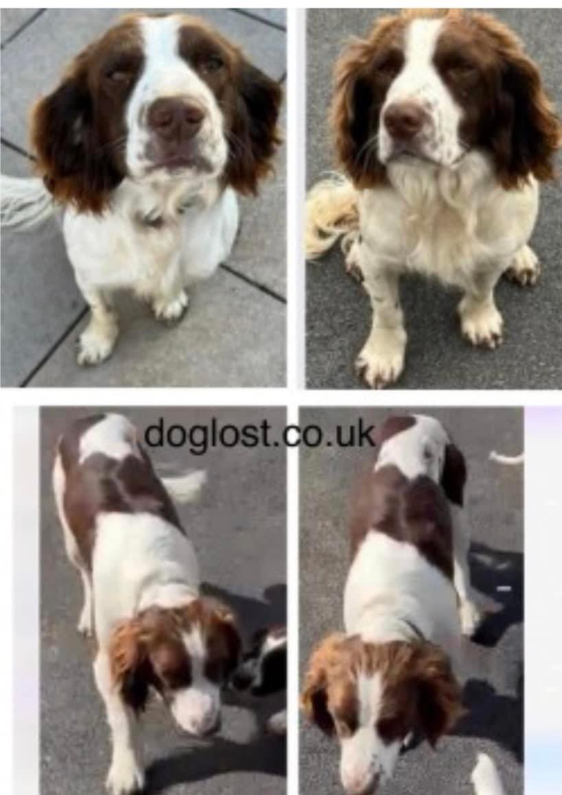 #SpanielHour 
THIS IS CHAMP missing since 10/2/24 #MickleTrafford #CHESTER #CH2 
Male/adult brown & white #ESS 3 YRS OLD 
Distinctive markings
CHIPPED 
CHAMP HAS NEVER BEEN KNOWN TO WANDER OFF! POSSIBILITY HES BEEN STOLEN 
NO SIGHTINGS
doglost.co.uk/dog-blog.php?d…
@JacquiSaid @bs2510