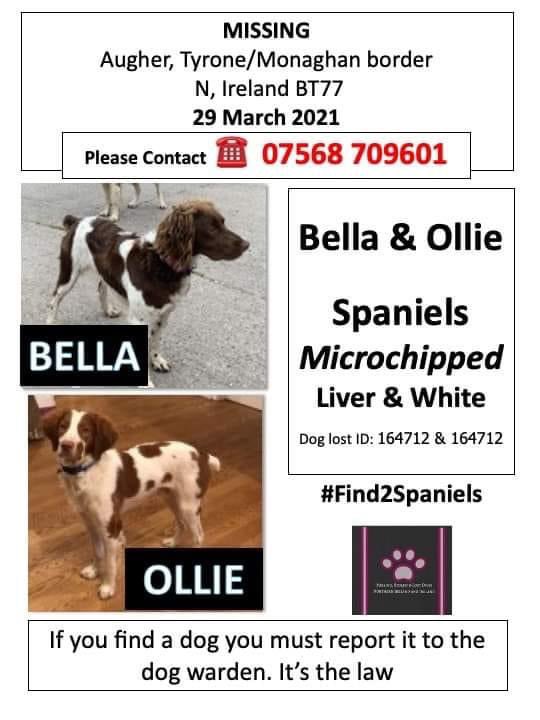 #SpanielHour ‼BELLA&OLLIE ARE STILL MISSING/POSSIBLY #STOLEN‼ Missing from home which is in #Augher, #Tyrone/ #Monaghan border they never go far so it is extremely unusual, these babies are now thought to have been possibly stolen @MissingStolen @MissingDogsIrl @MissingdogsNI