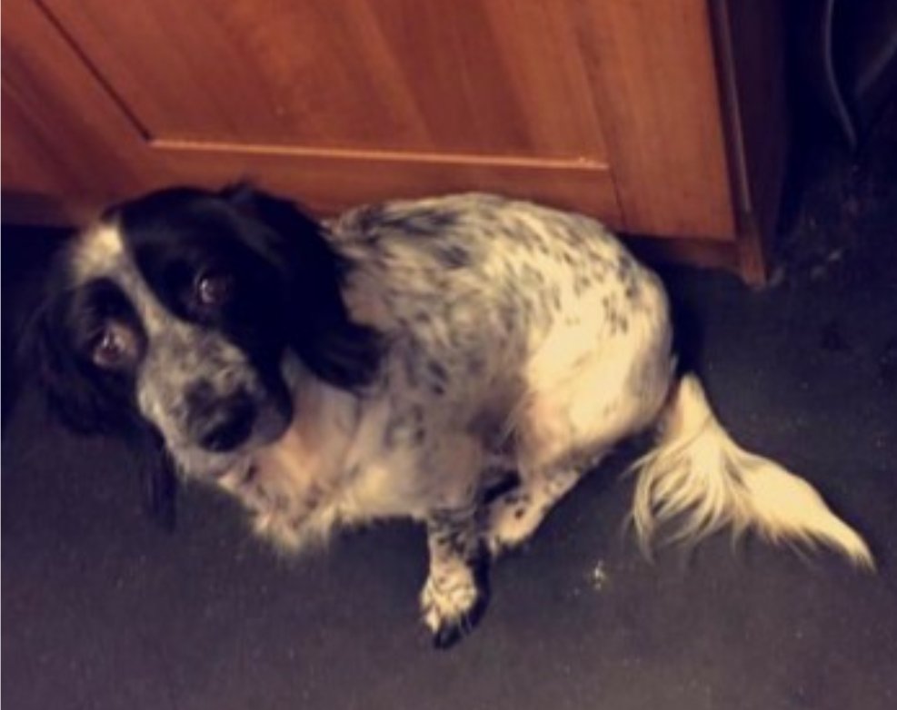 MILLIE #SpanielHour
Female #EnglishSpringerSpaniel Adult Black and White Tagged Microchipped

#Missing 21 Apr 2019 from garden her lead was snapped/broken #Brynmawr #Wales NP23
2yrs old wearing Collar & ID tag with name/contact number Not seen since

doglost.co.uk/dog-blog.php?d…