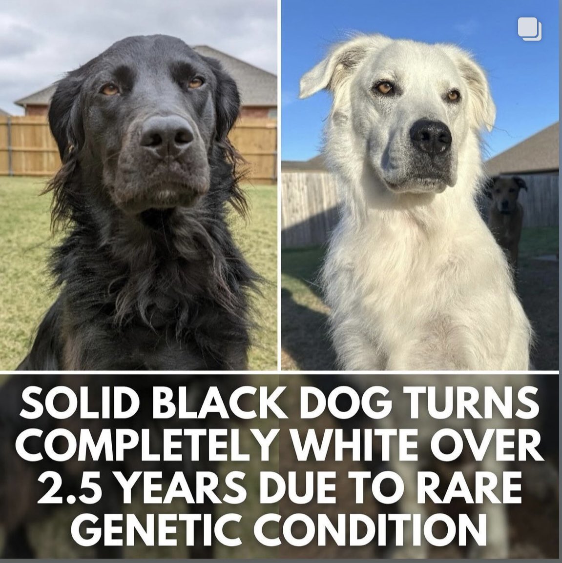 Look it’s Rachel Dogezal