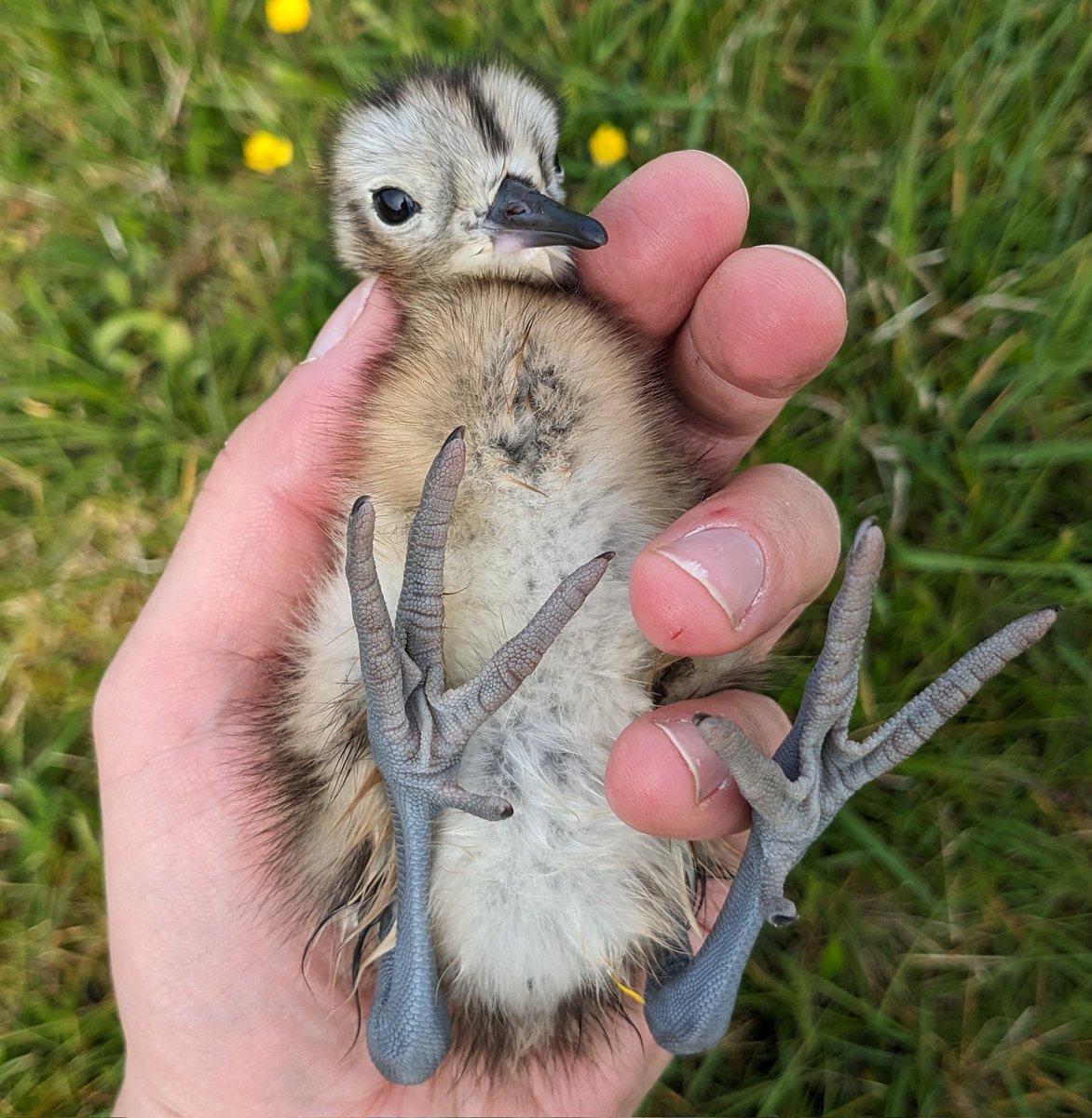 Wasn't expecting to find my first Breckland curlew chicks of the season today. They're roughly 10-days-old meaning that the adults began laying during the third week of March!!!!