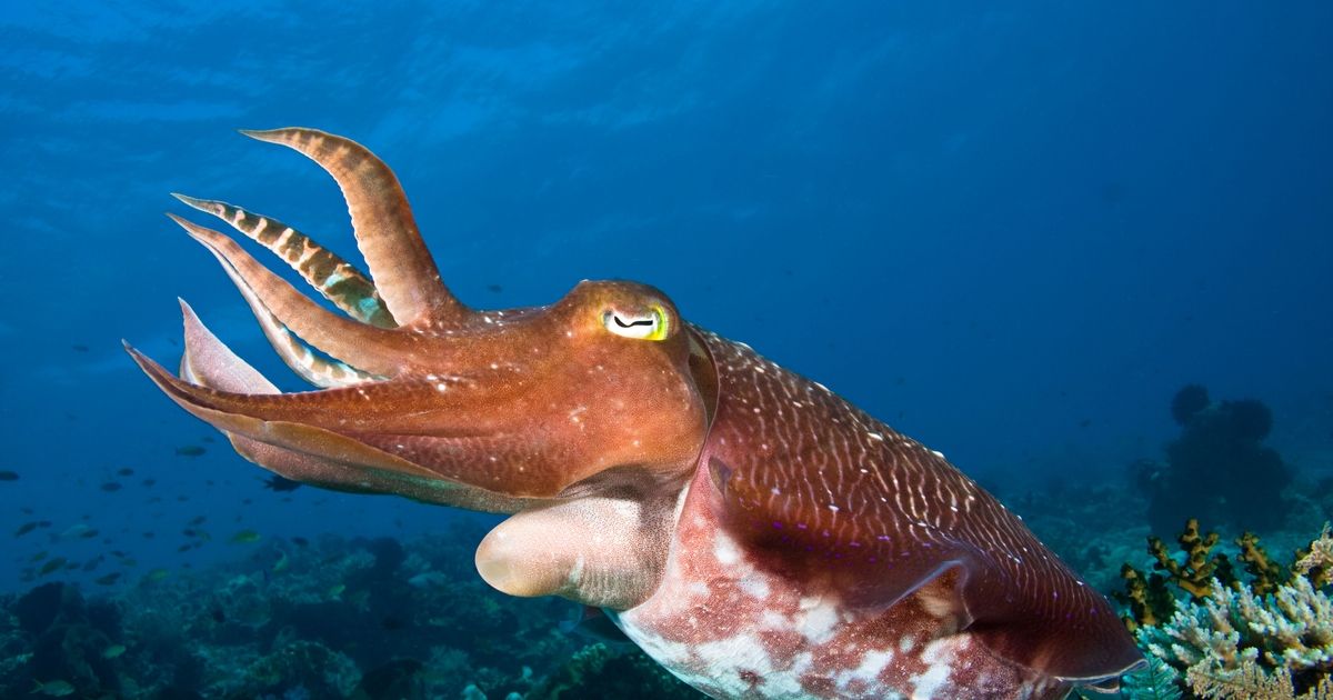 'Cuttlefish' Zero-Click Malware Steals Private Cloud Data buff.ly/3y09tRH #DataSecurity #Privacy #Phishing #Ransomware #Cybersecurity #CyberAttack #DataProtection #DataBreach #Hacked #Infosec