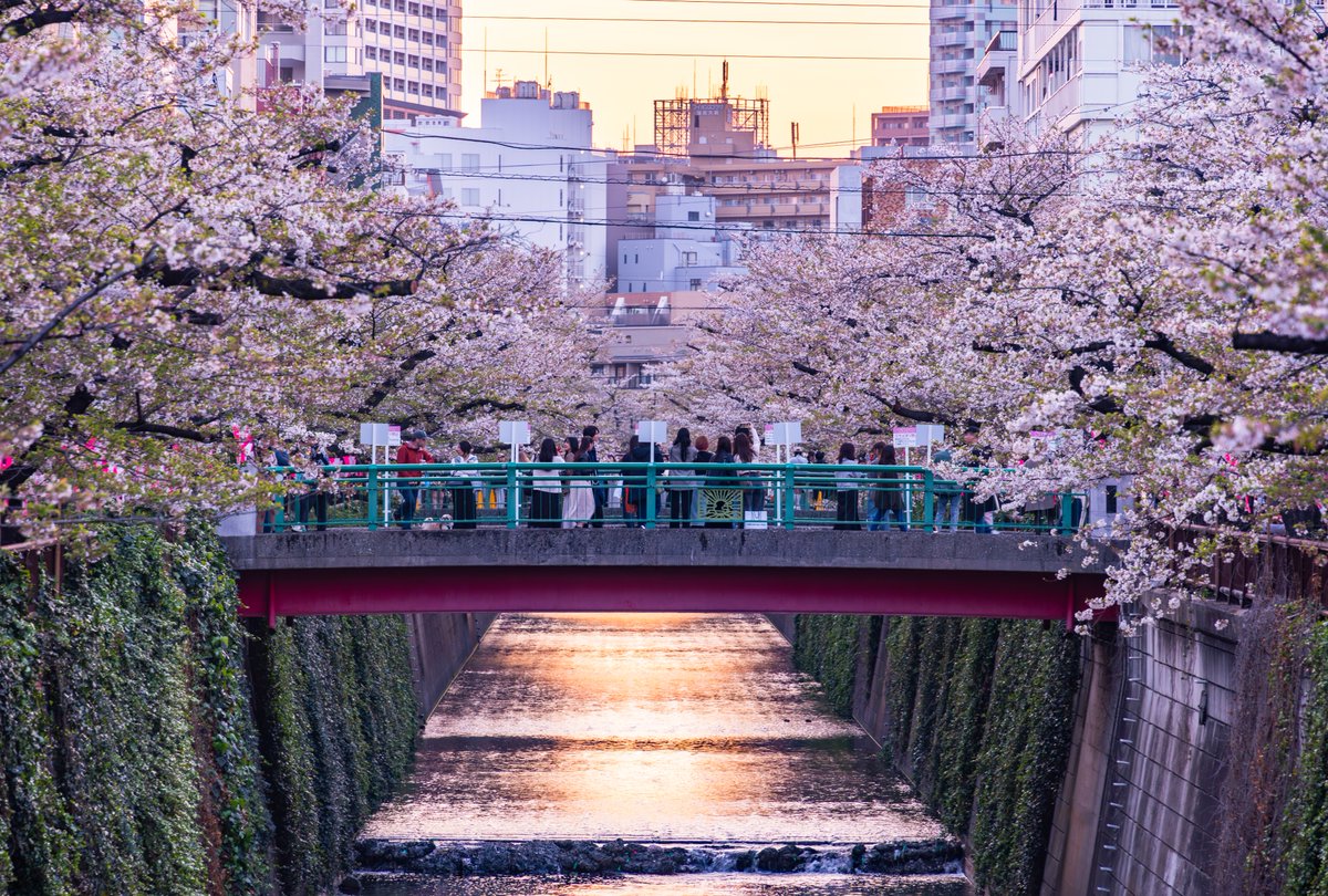 Jsem fanoušek podzimu, ale musím uznat, že kvetoucí sakury umí vykouzlit fakt nádherné scény. A já dlužím alespoň ještě jedno jarní rozloučení s dubnem. Uteklo to jako voda. 🌸

Níže sakurová promenáda podél tokijské řeky Meguro. Přesná lokace v komentáři. ⬇️

#každýdenjednafotka