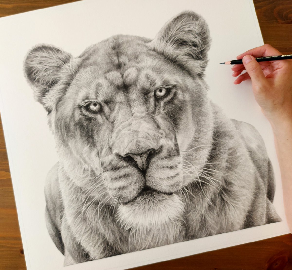 Managed to finish this one today. My largest lion drawing to date. Size 20x20' graphite pencil. Enjoyed every minute. 💛 #lions #drawing #art