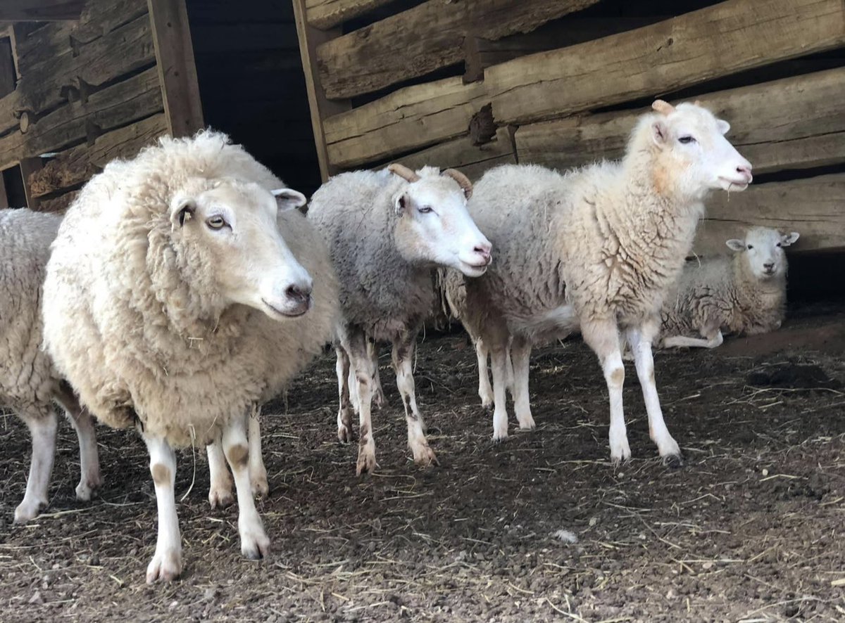 Shear 😉 fun for the whole family! Sheep Shearing Saturdays are every weekend in May!

🐑 May 4- Shearing & Washing Wool
🐏 May 11 – Carding & Spinning
🐑 May 18 – Weaving
🐏 May 25 – Natural Dyeing

#sheep #gulfcoastsheep #heritagebreed #heritagebreedanimals #sheepshearing