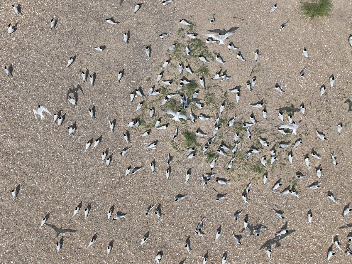 Vandaag drone inspectie bij de grote sterns op de Prins Hendrikzanddijk van @WaterschapHHNK 
Honderden vogels inmiddels weer op de nesten én het 1e ei.😀 Volgende week plaatsen we weer een camera voor onderzoek en controle uitval vogels door vogelgriep. @WURmarine 
#Texel