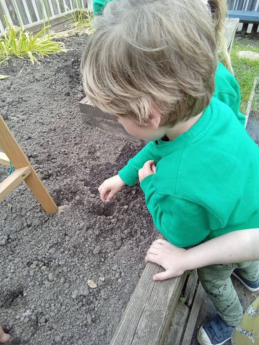 The planting this week is the peas going in, peas are so good to sow, they are large enough for the children to easily hold, they grow fast and are so sweet and tasty straight out the pod! @RHSSchools @NewForestSussed